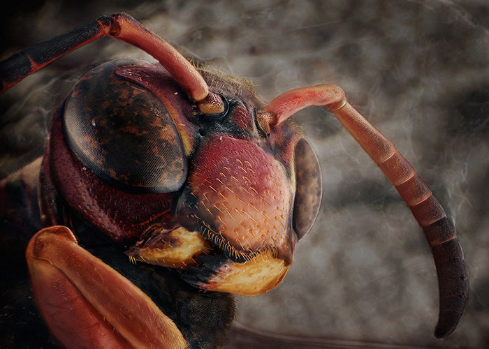 Microscope Insect Photography: Stunning Art by Daniel Kariko