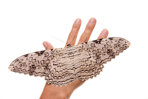World’s Largest Insects Revealed: Giants That Will Amaze You