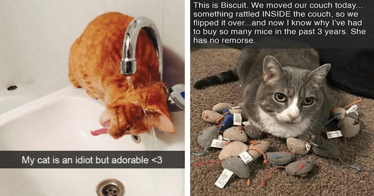 Life With Cats Is A Hysterical Chaos And These Cats Pics Are Living Proof
