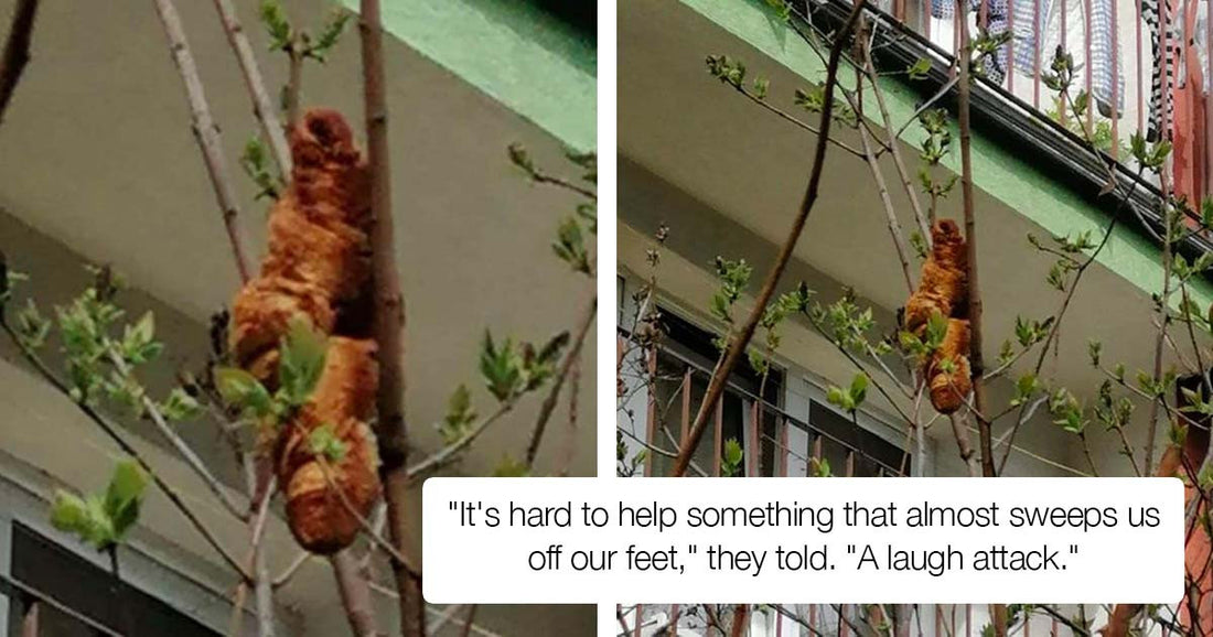 Rescuers In Poland Got A Call About A Strange Animal Stuck In The Tree And Hilarity Ensued