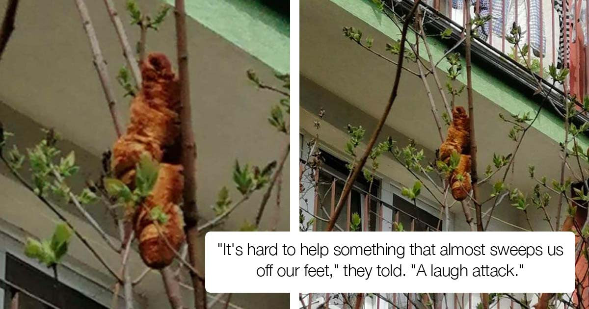 Rescuers In Poland Got A Call About A Strange Animal Stuck In The Tree And Hilarity Ensued