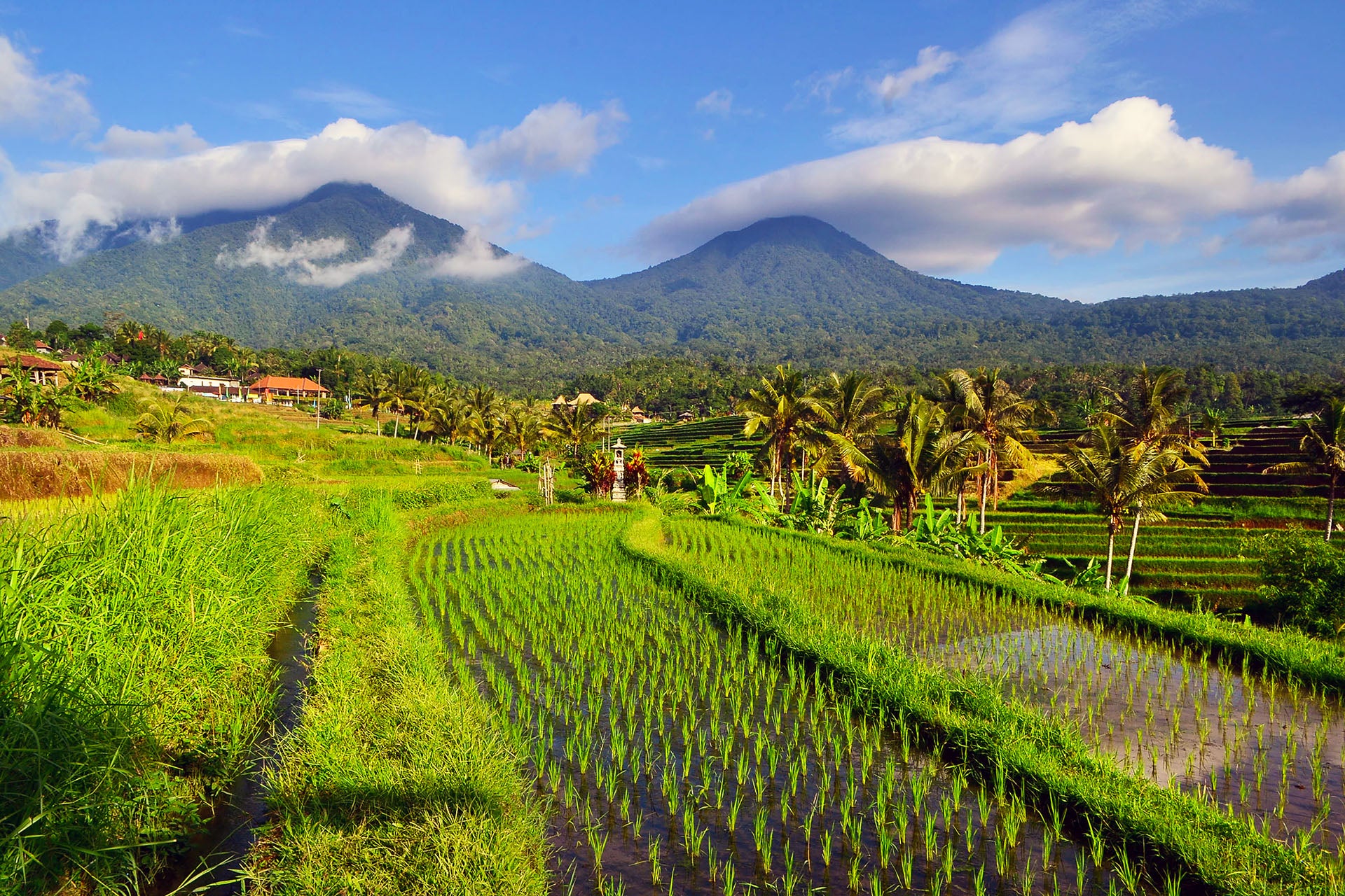 The Jatiluwih Rice Terraces are Bali's unique world heritage