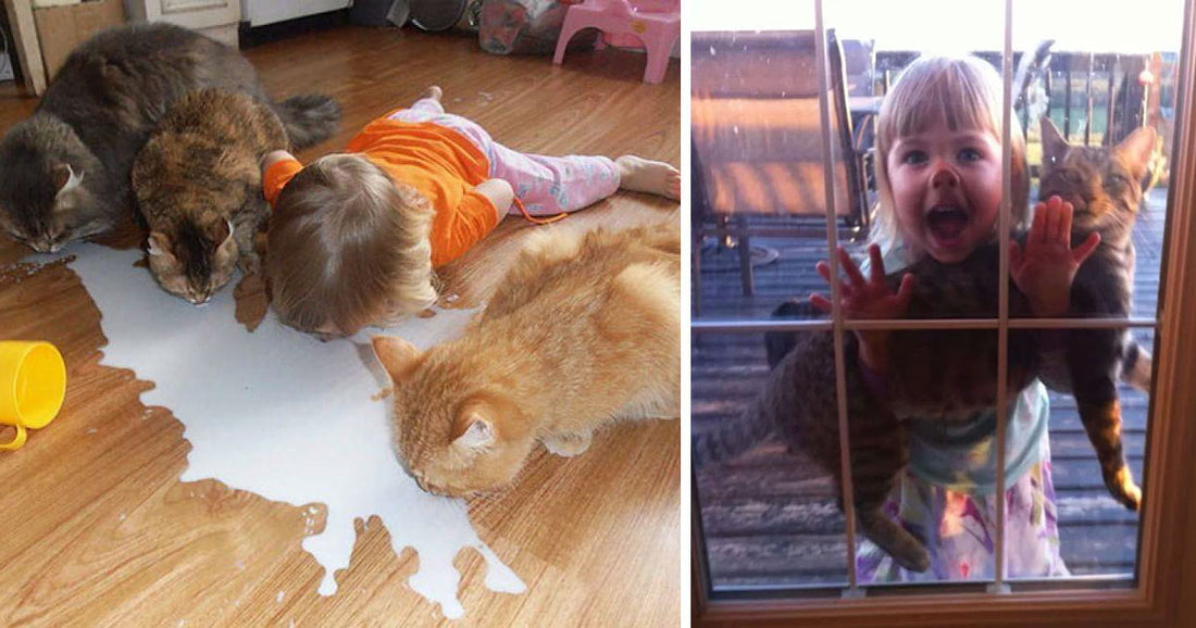 30 Images That Explain Why You Shouldn’t Leave Your Child With Your Cat