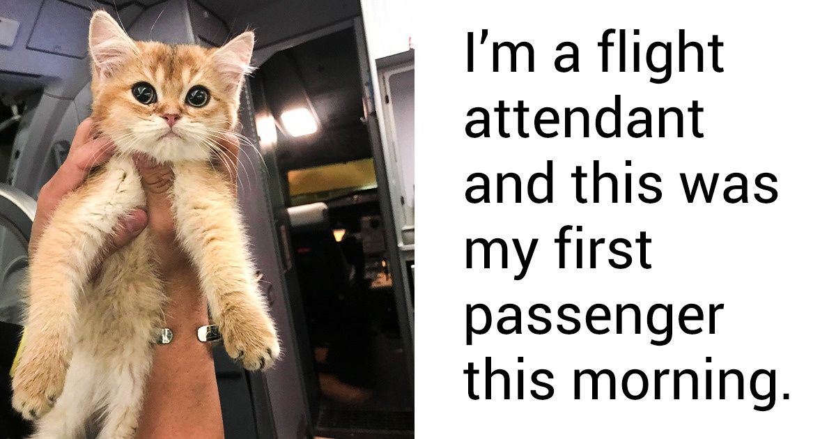 16 Pets That Took Over The Internet And Made Everyone’s Day - grandgoldman.com