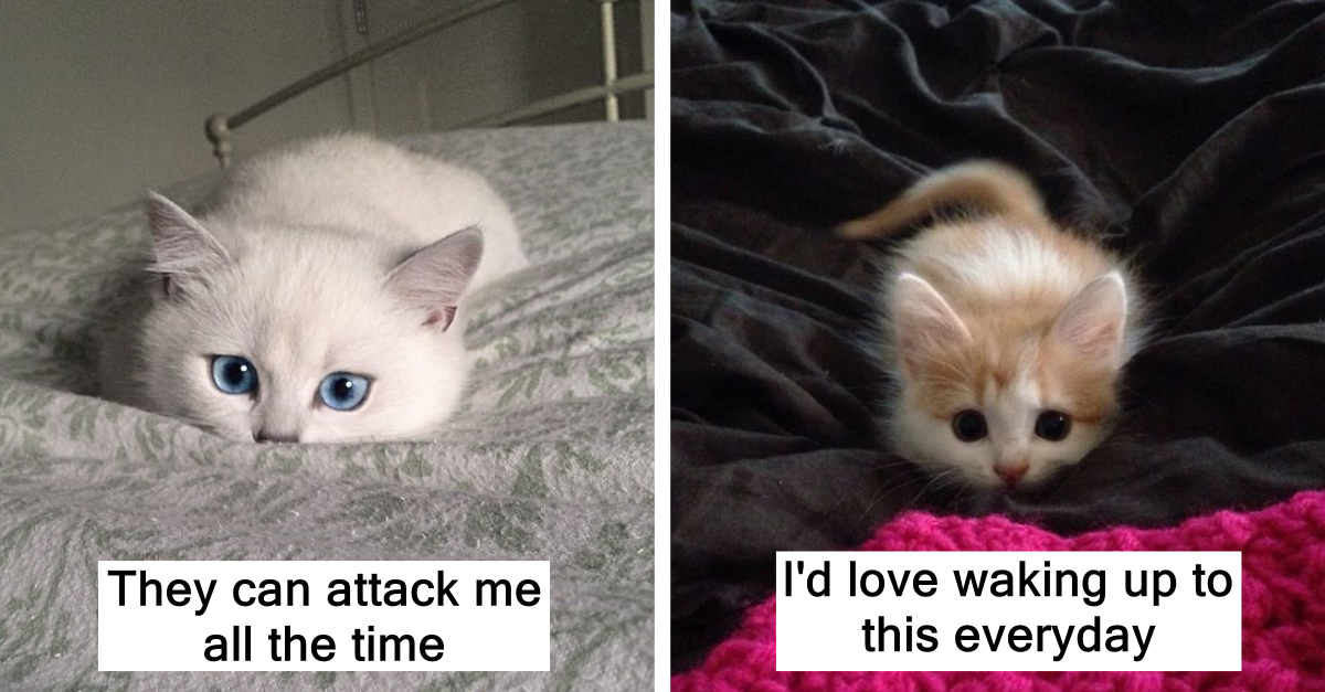 Adorable Kittens Preparing For Their First Ever Sneak Attacks - grandgoldman.com