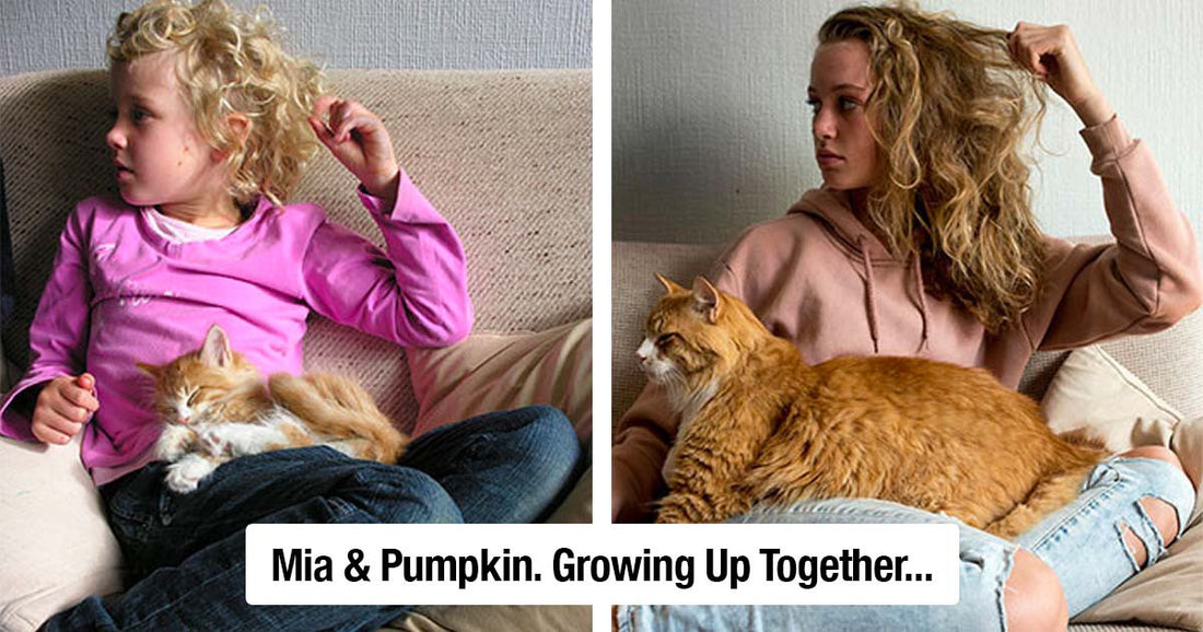 30 Kitten To Cat Transformations That Are Too Precious