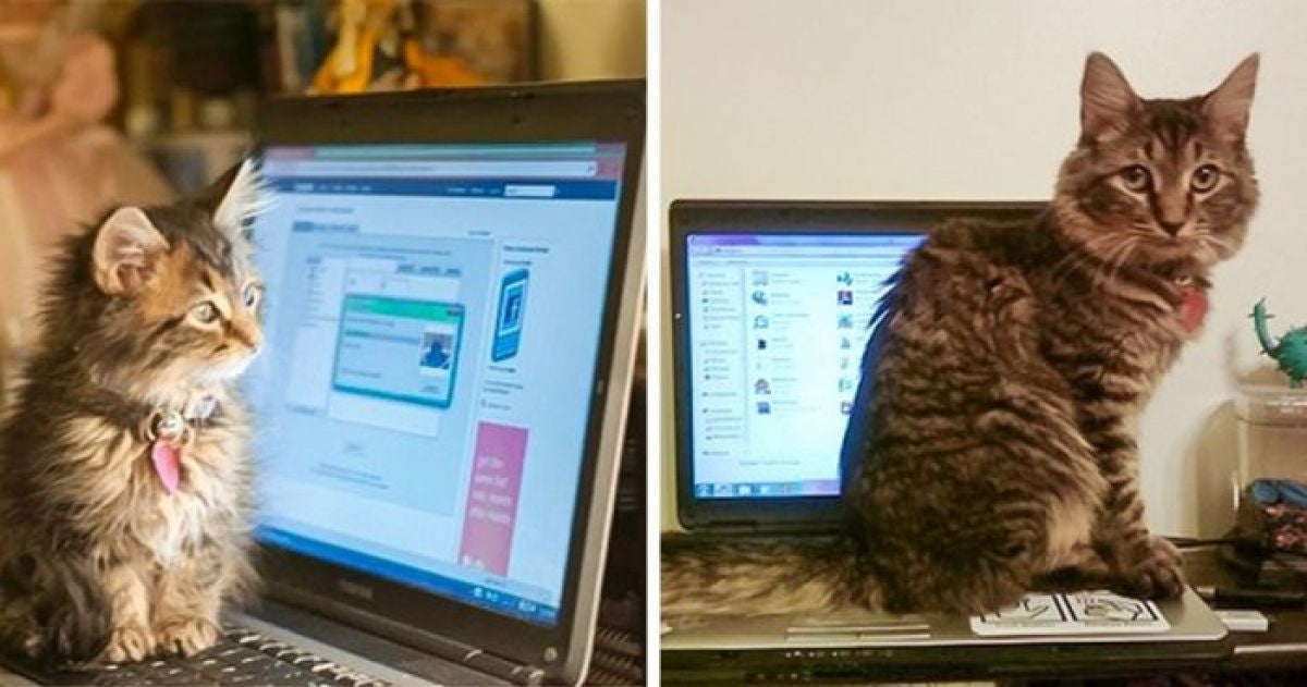 15 Grown Cats Who Still Think They’re Kittens