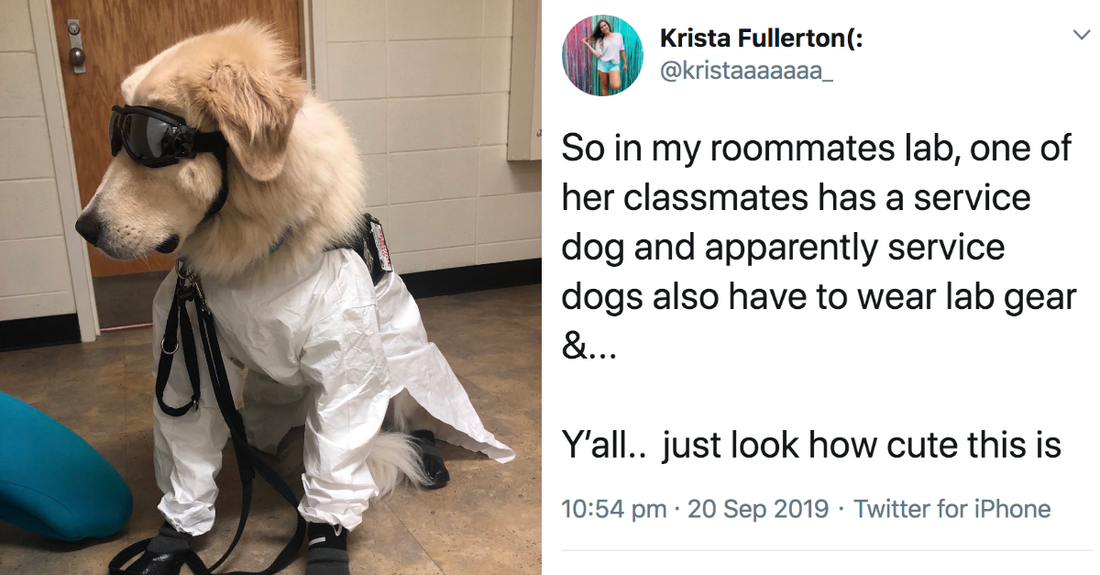 9 Dog Posts From This Week That Are Just What The Doctor Advised