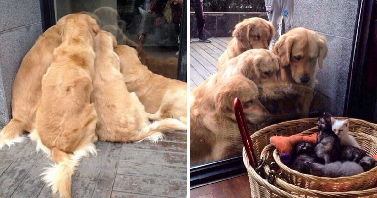 20 Times Golden Retrievers Proved They Are The Purest Dogs Ever - grandgoldman.com