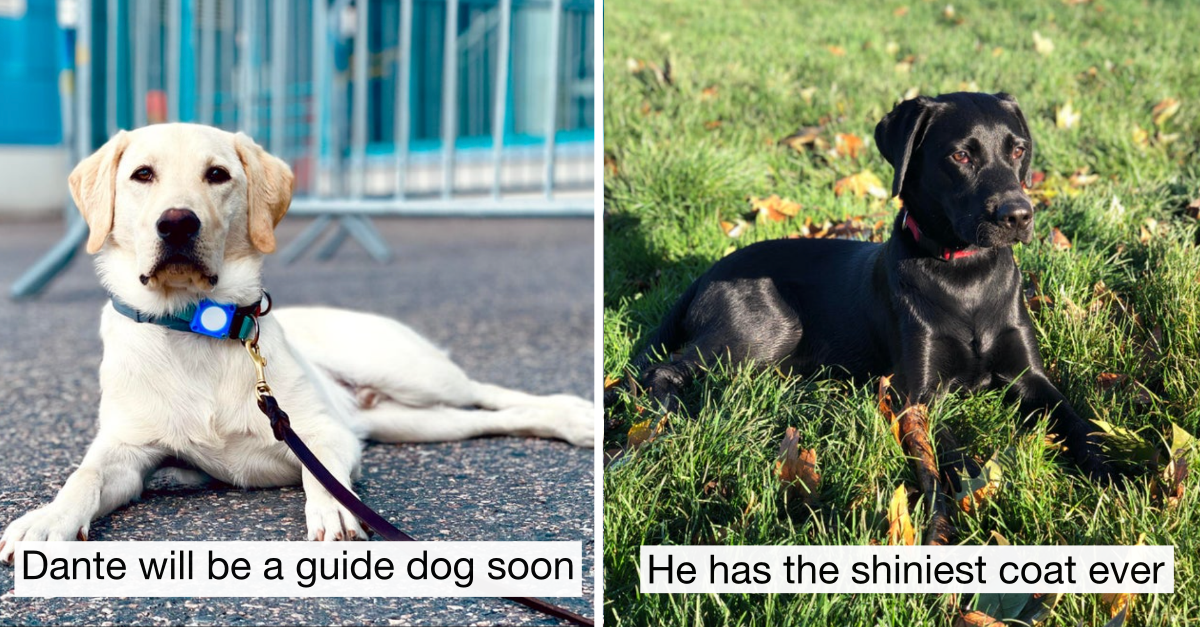 35 Adorable Pictures That Will Make You Love Labradors Even More