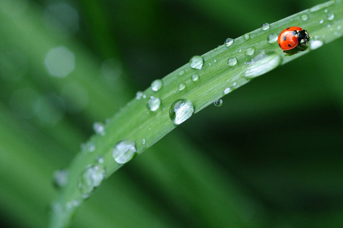 10 Surprising Insect Facts That Will Blow Your Mind