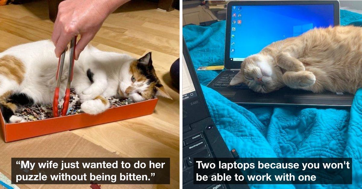 19 Cat Owners Who Got Along With Their Pets Perfectly
