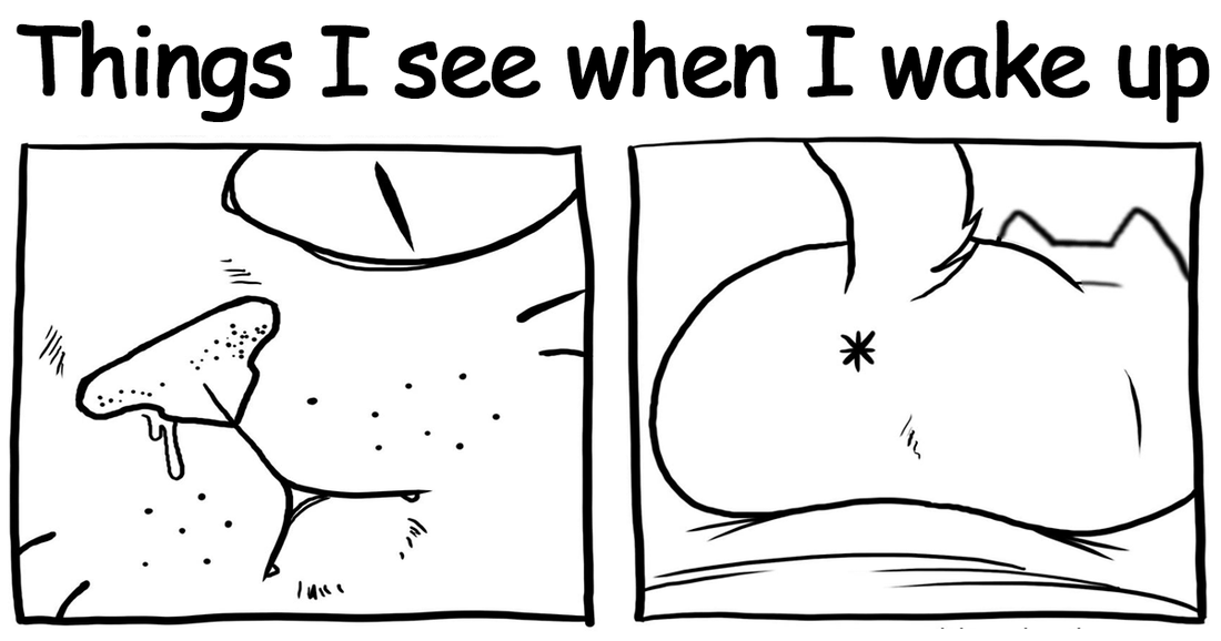 Artist Hilariously Illustrates Her Life With Two Cheeky Cats That All Cat Owners Can Relate To