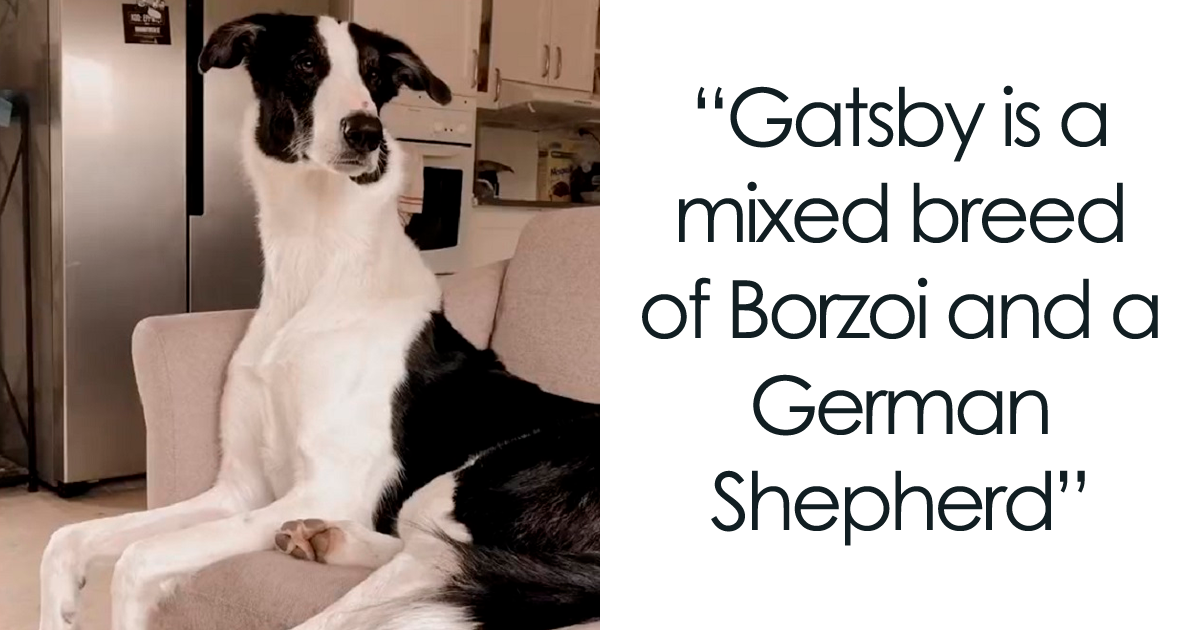 This Borzoi And German Shepherd Mixed Dog With Giraffe DNA Has A Very Long Neck