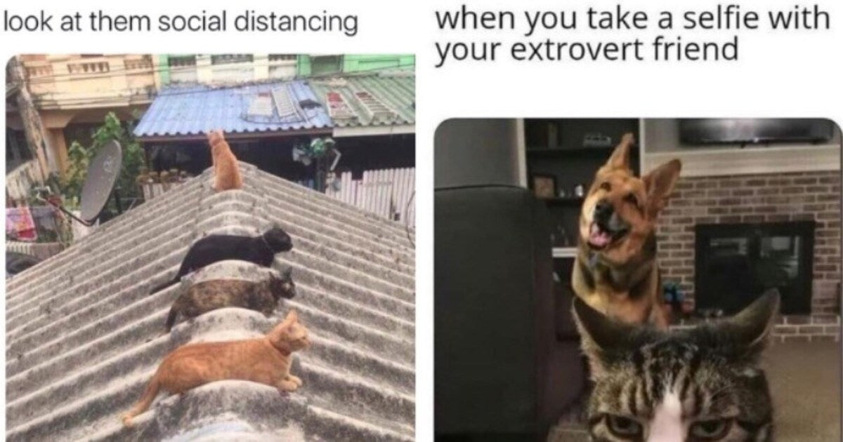 27 Purrfectly Curated Cat Memes That Will Make You Laugh Out Loudly - grandgoldman.com