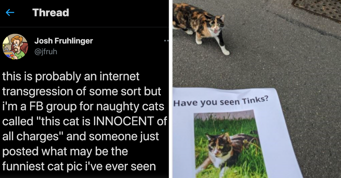 Owner Looks For His Lost Cat And Encounters Him In A Hilarious Way