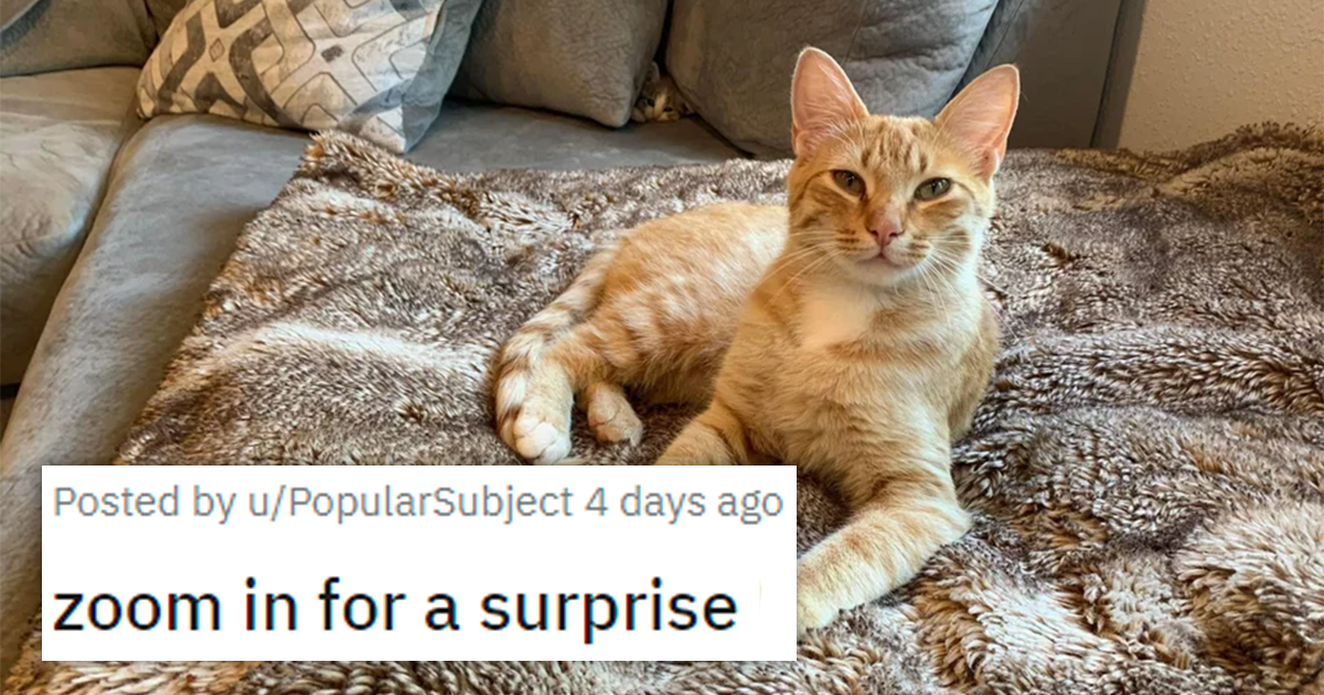 Your Weekly Dose Of Cute Cats To Make Your Day Better - grandgoldman.com