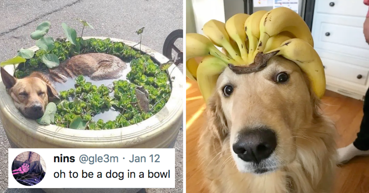 Hilarious Dog Posts That Made The Whole Internet Happy