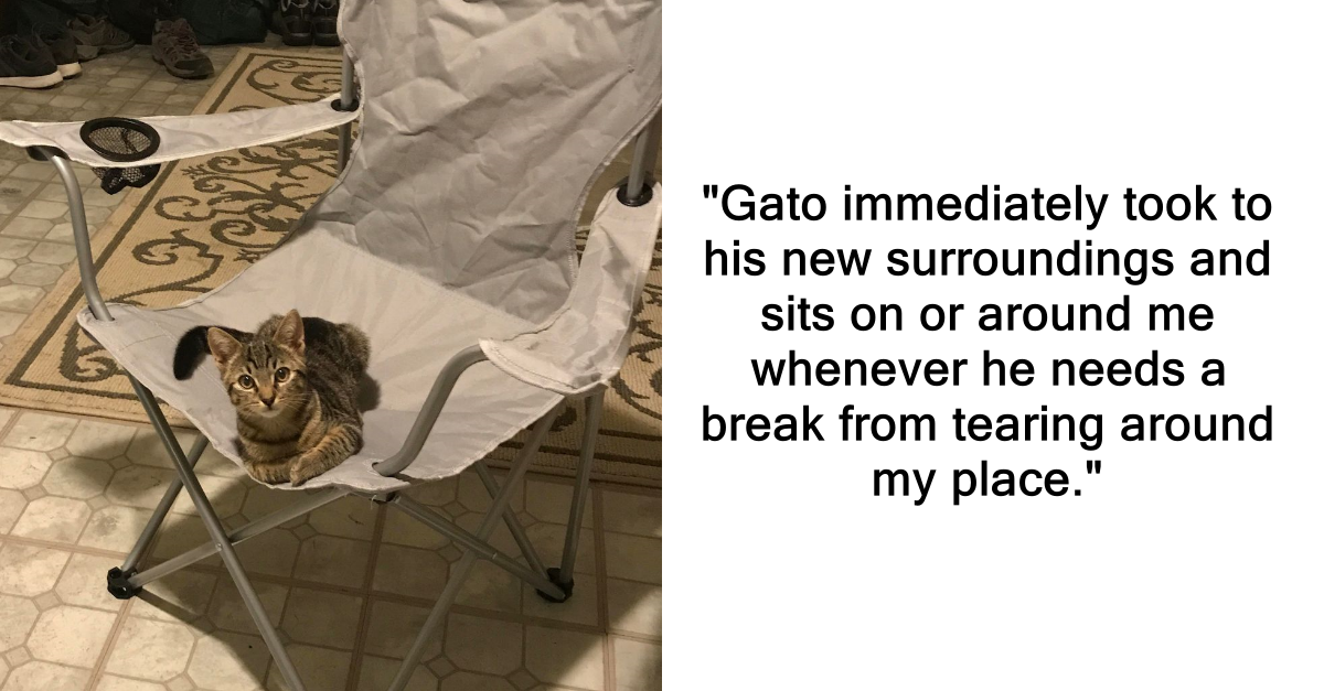 Man Finds A Cat Waiting For Him In His House And Decides To Keep It - grandgoldman.com