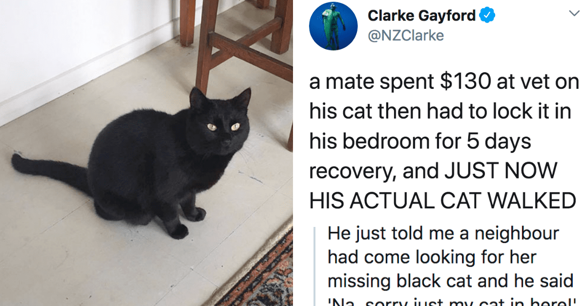 Man Accidentally Kidnaps Neighbor’s Cat Thinking It Was His And Hilarity Ensues - grandgoldman.com