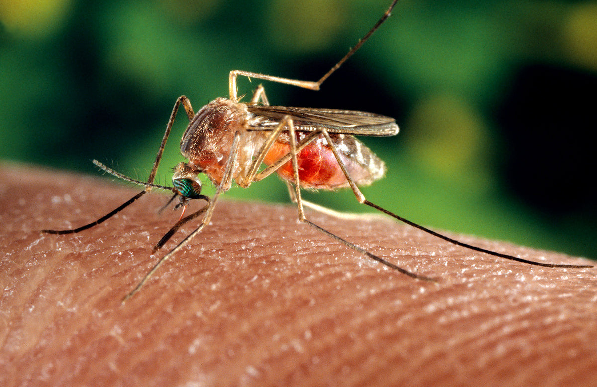 Mosquitoes Are Already Here? Why & How to Stop Them Fast