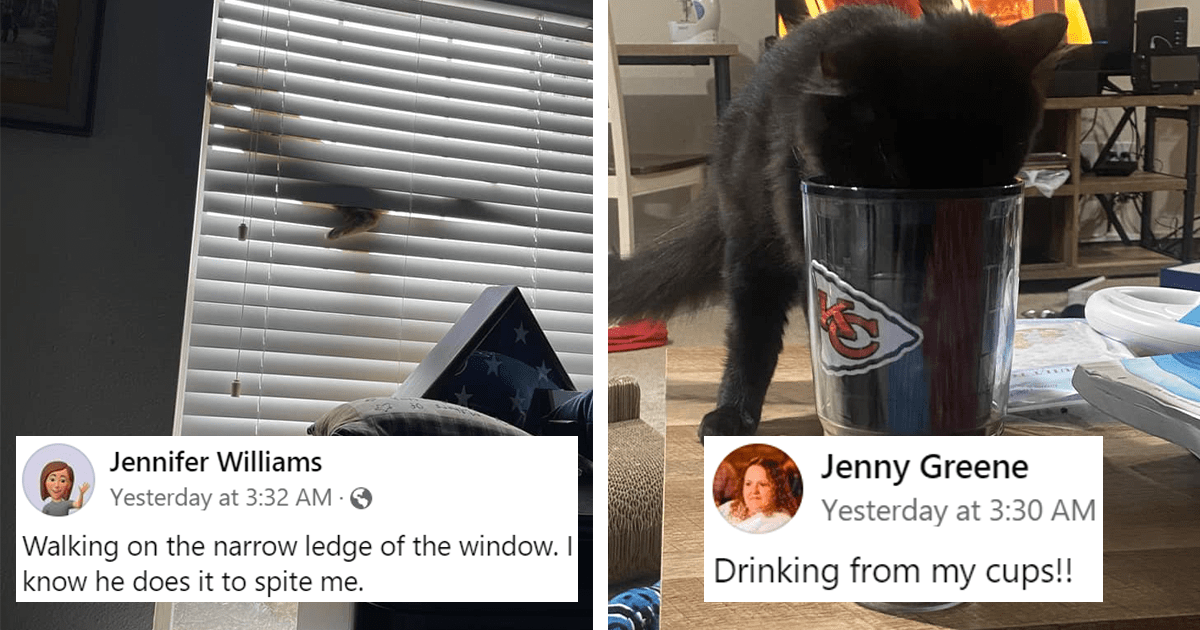 16 Pics Of Jerk Cats Doing Things That They Know They Are Not Allowed To Do