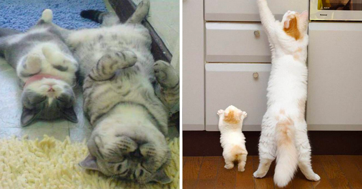 Animals With Their Mini Versions of Themselves