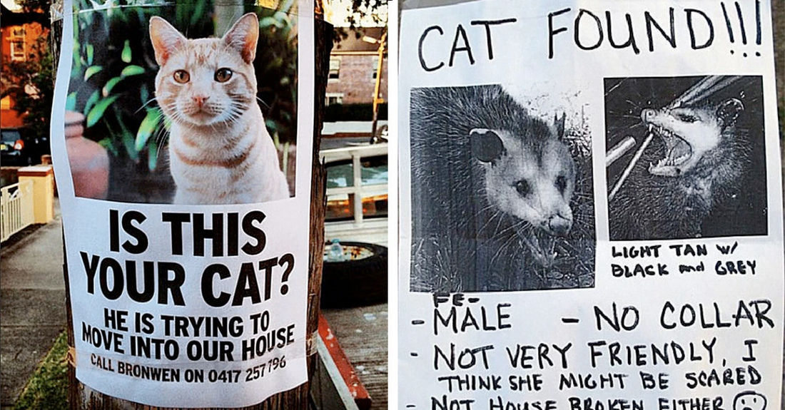 10+ Hilariously Strange Missing Cat Posters That’ll Make You Stop And Think