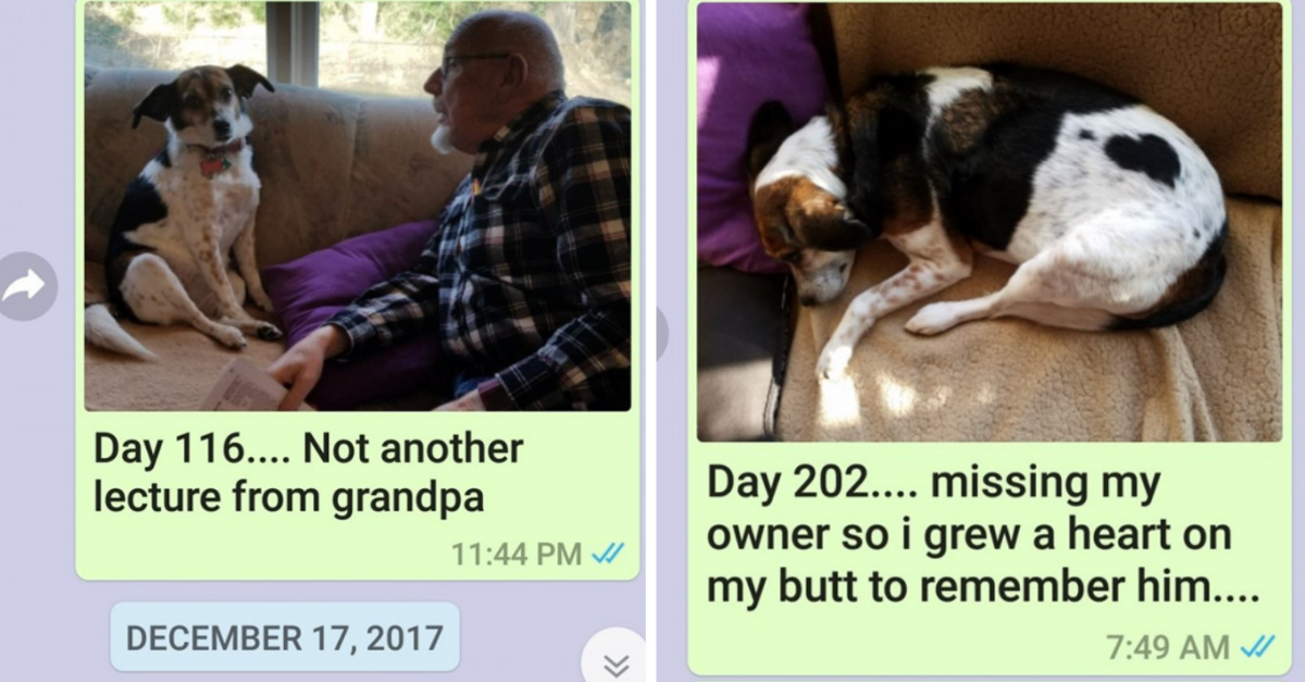 This Mom Sends Pictures Of Their Dog Waiting For Her Son Who’s Away From Home