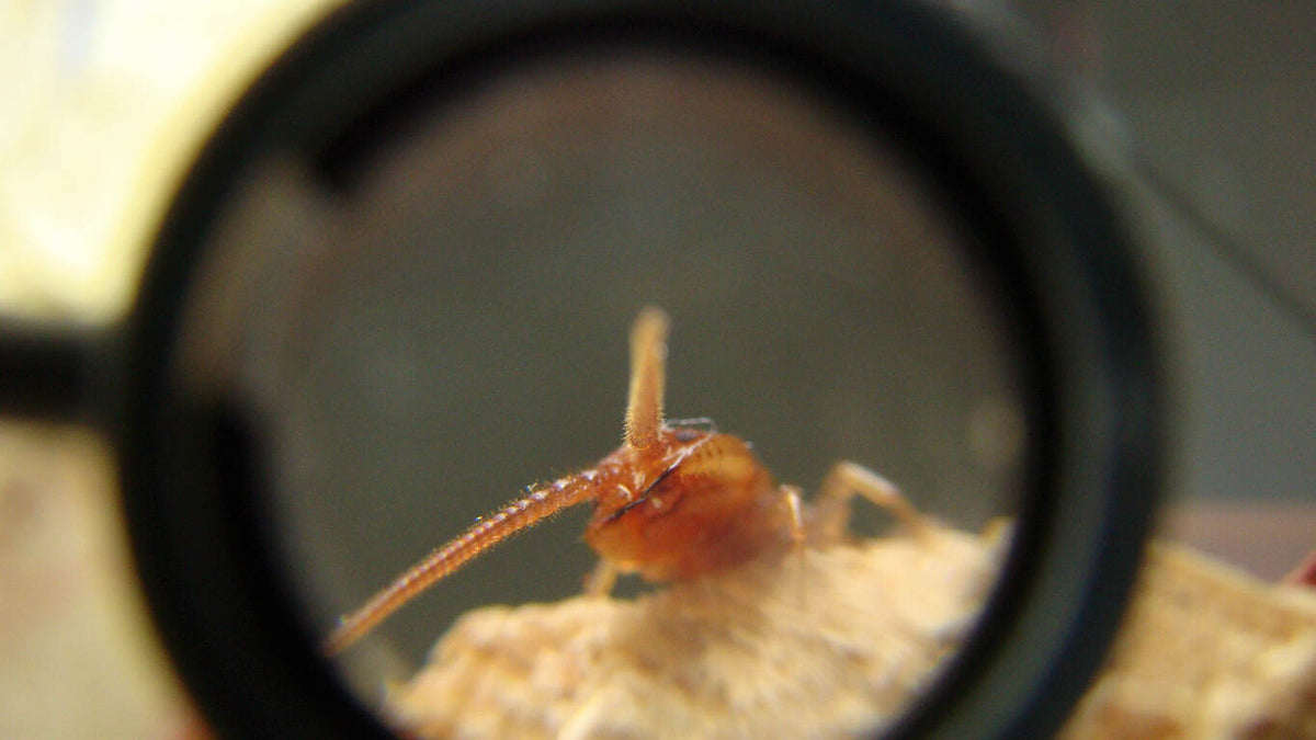 Pest Monitoring for Food Safety: HACCP Guidelines & Best Practices