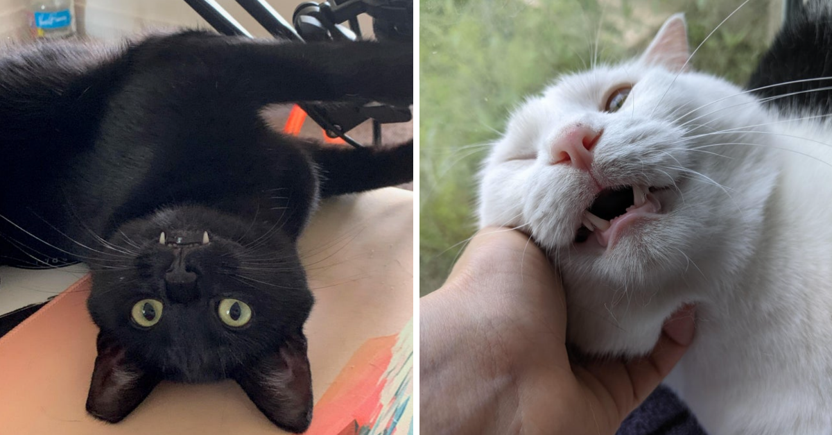 30 Monster Cats Showing Their Adorable Teefies That Matches With Their Personality - grandgoldman.com