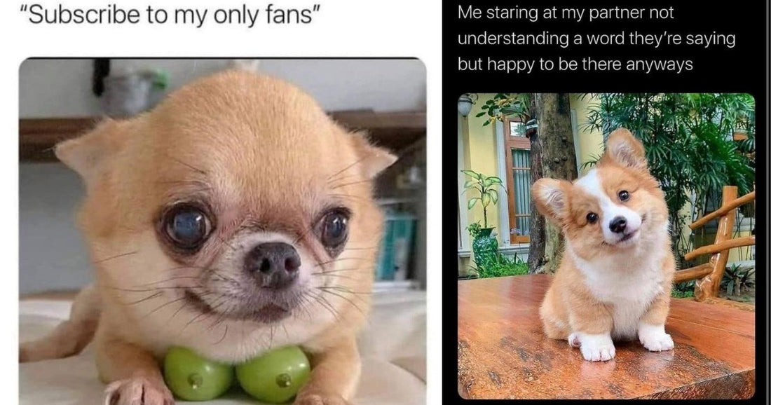 20 Dogs That Will Lift Up Your Mood No Matter What