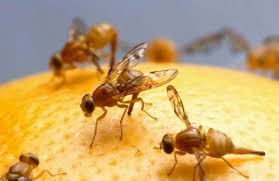 Learn how to make a fruit fly trap with few materials - grandgoldman.com
