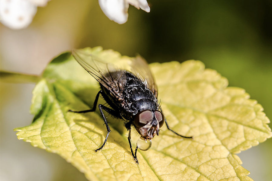 Fall Insects: How to Identify & Protect Your Home Now