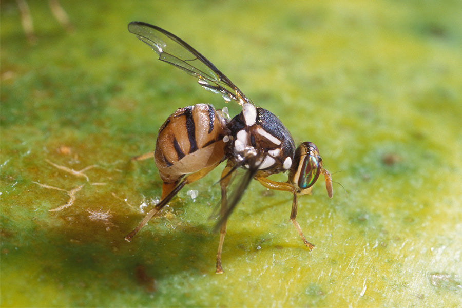 Oriental Fruit Fly Alert: First Sighting in Italy – What You Need to Know