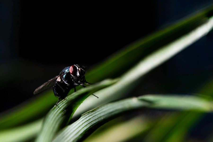 Spring Fly Invasion? Expert Pest Control Tips for Your Home & Yard