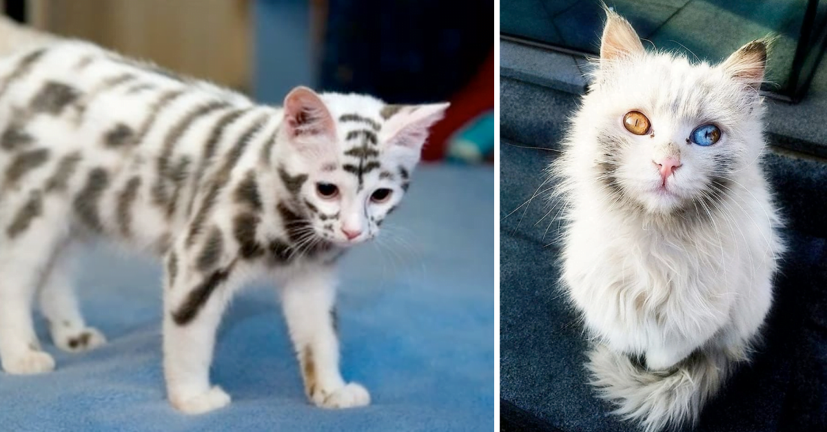 20 Most Gorgeous Looking Cats That Deserve An Award For Their Appearance - grandgoldman.com