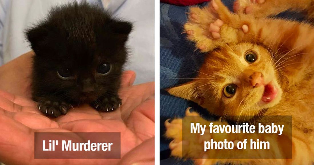 25 Cats And Kittens Showing Their Terrifyingly Cute Claws