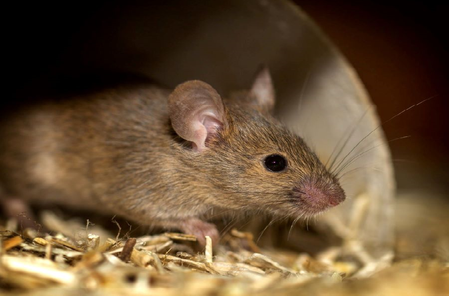Top Mice Species in Italy: How to Identify & Control Them