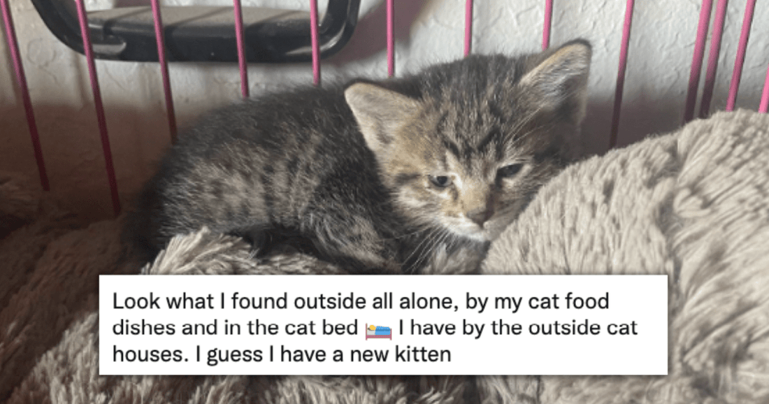 16 Cats That Chose Their Humans Themselves And Adopted Them