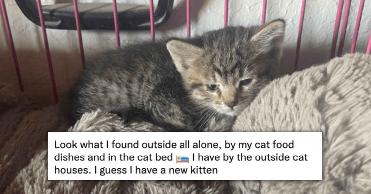 16 Cats That Chose Their Humans Themselves And Adopted Them