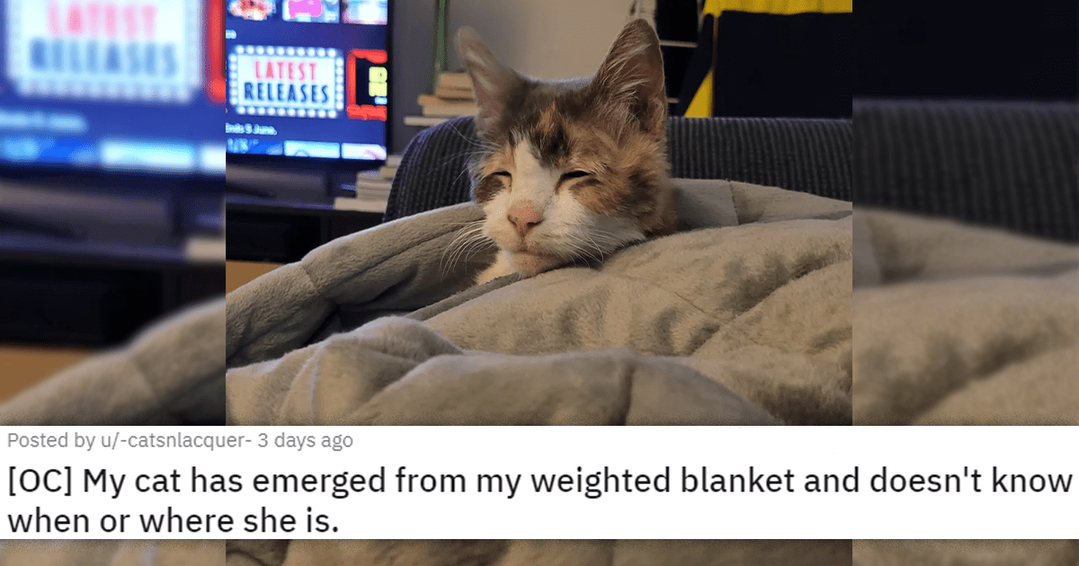 Time To Take In The Daily Dose Of Cute Cats To Get You Through The Week