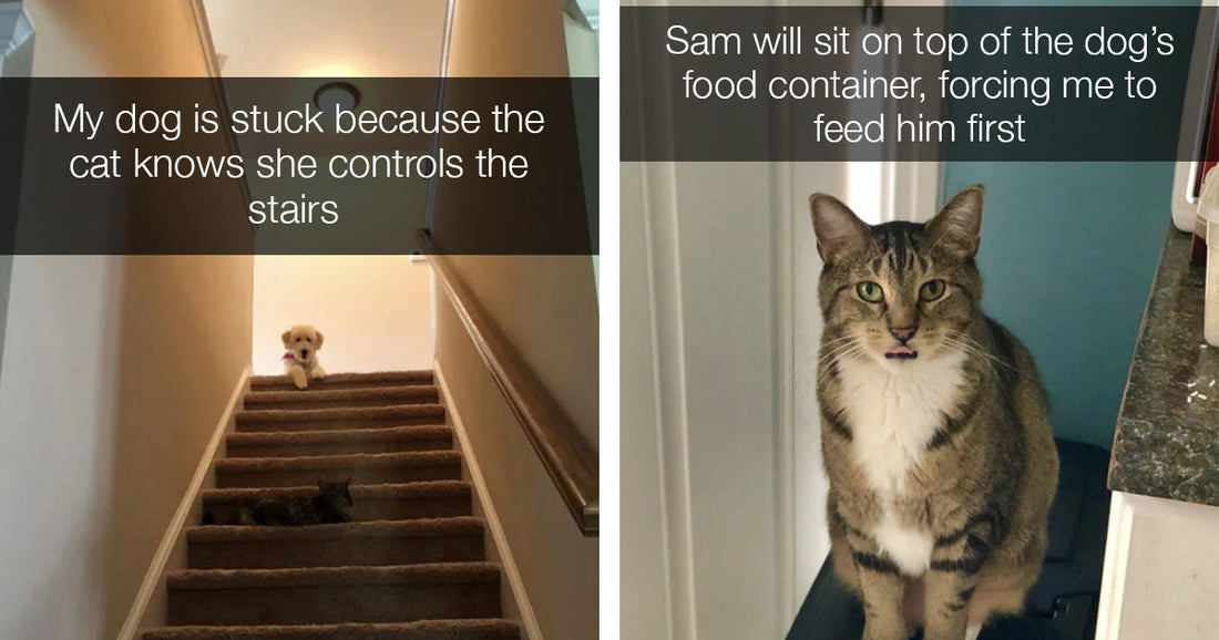 14 Times Cats Showed Their Doggy Friends That They Are The Boss Of The House
