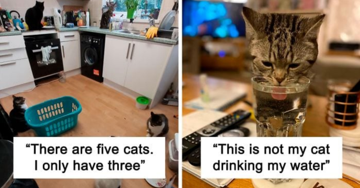 40 People Who Hilariously Experienced “My House, Not My Cat” Moments - grandgoldman.com