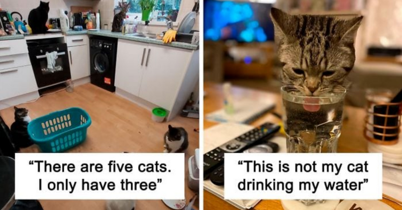 40 People Who Hilariously Experienced “My House, Not My Cat” Moments - grandgoldman.com