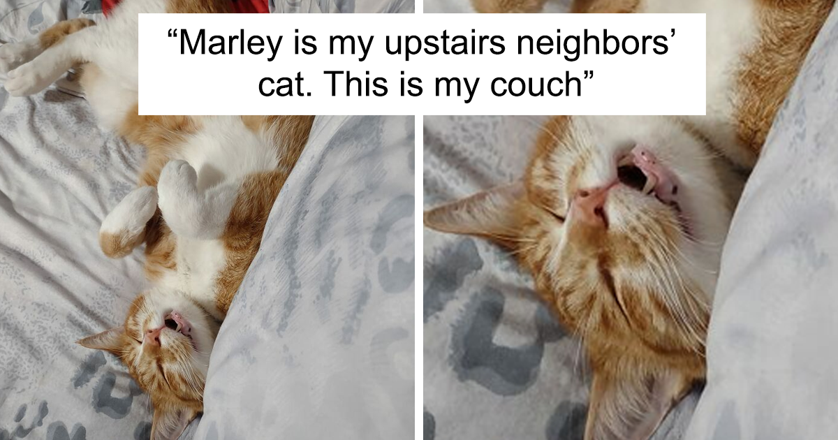 40 Times People Found Random Cats In Their House And Got Adopted By Them - grandgoldman.com
