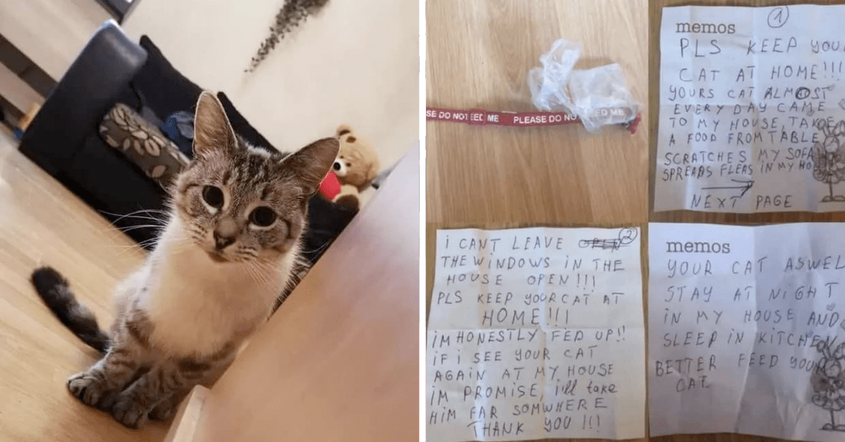 Naughty Cat Returns Home With A Hostile Letter From Neighbor On His Collar - grandgoldman.com
