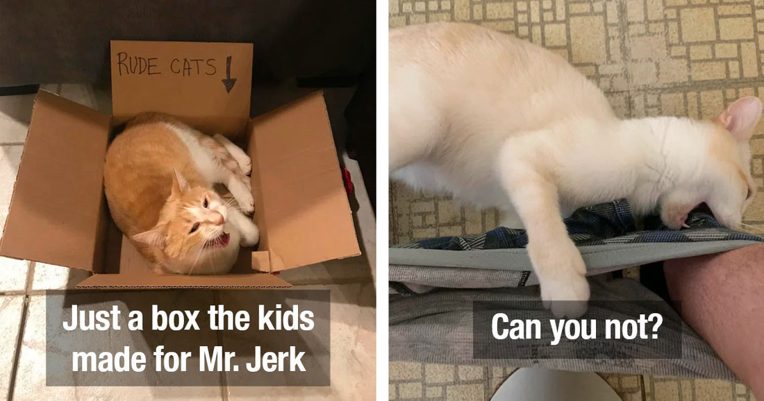 18 Hilariously Naughty Cats Who Made Their Owners’ Lives Difficult