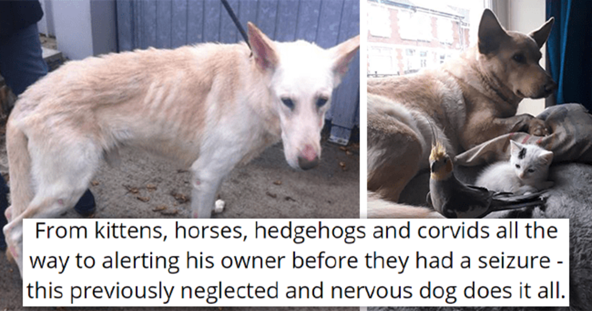 Neglected Dog Gets Rescued, Starts Rescuing Other Animals - grandgoldman.com