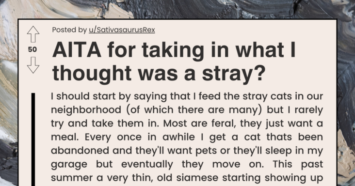 Neighbor Annoyed After Woman Takes In His Stray Cat Which Seems Neglected For A Long Time